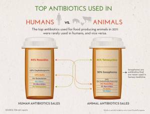 The different antibiotics used in humans and beef cattle